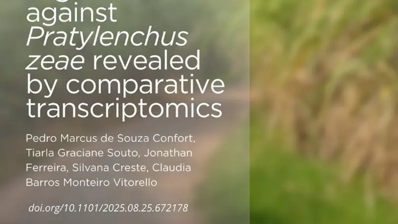 Transcriptional responses of sugarcane varieties to Pratylenchus zeae infection