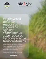 Transcriptional responses of sugarcane varieties to Pratylenchus zeae infection