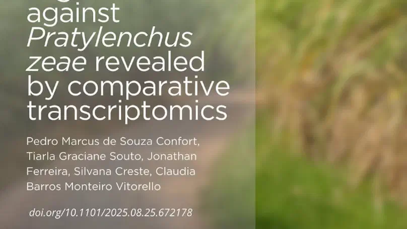 Transcriptional responses of sugarcane varieties to Pratylenchus zeae infection